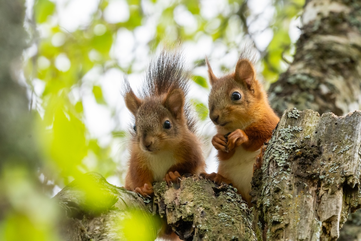 squirrels Estonia_2