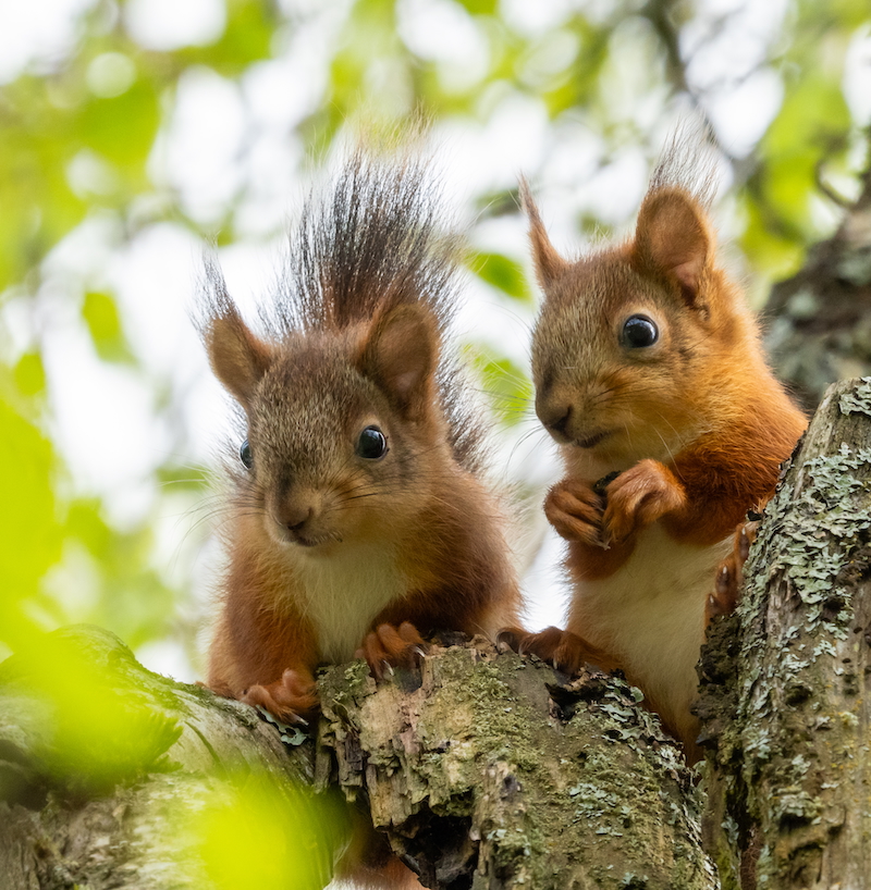 wildlife photography Estonia