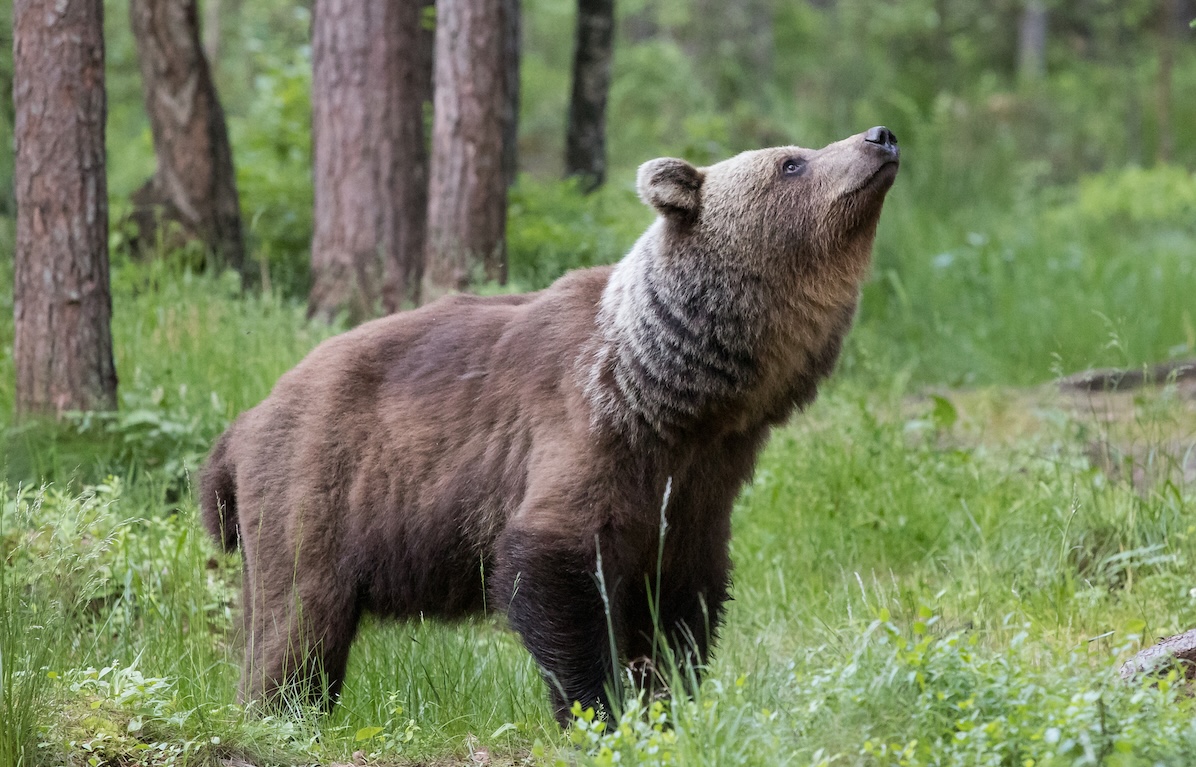 bear photography Estonia_4