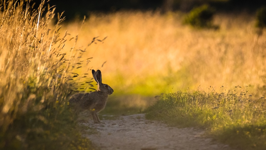 wildlife photography Estonia