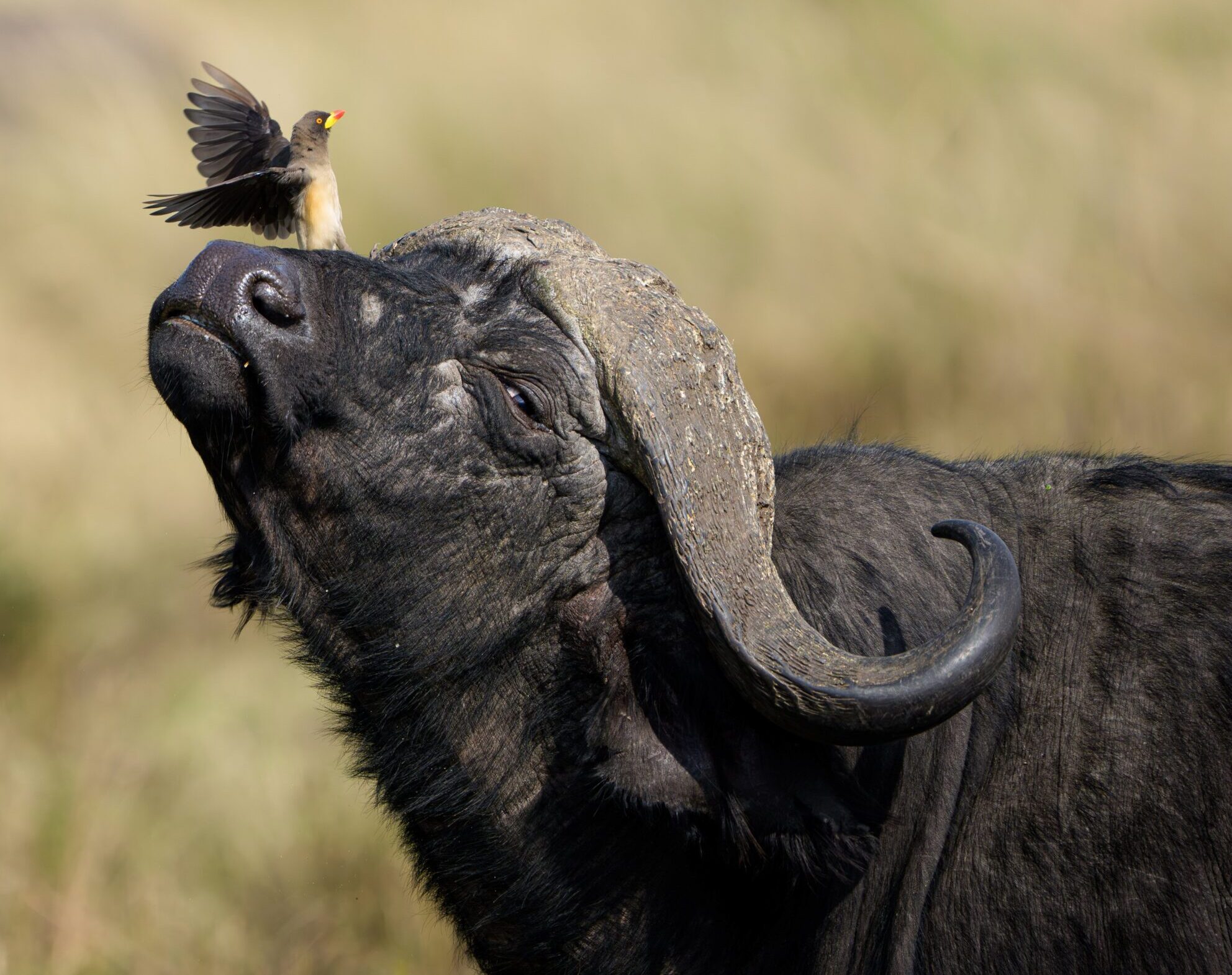 Close-up of a buffalo with a curved horn and a small bird perched on its head, wings spread mid-landing, set against a blurred grassy background.