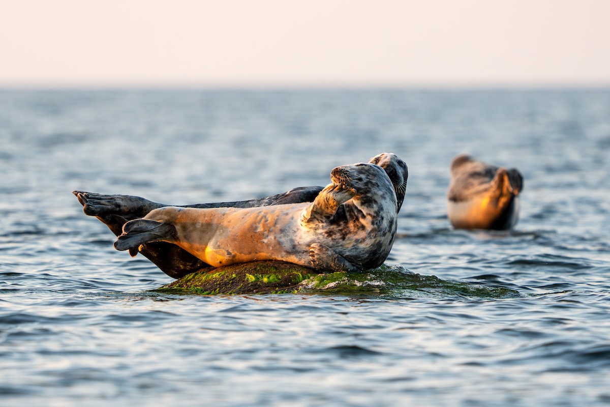 seal photography in Estonia_10