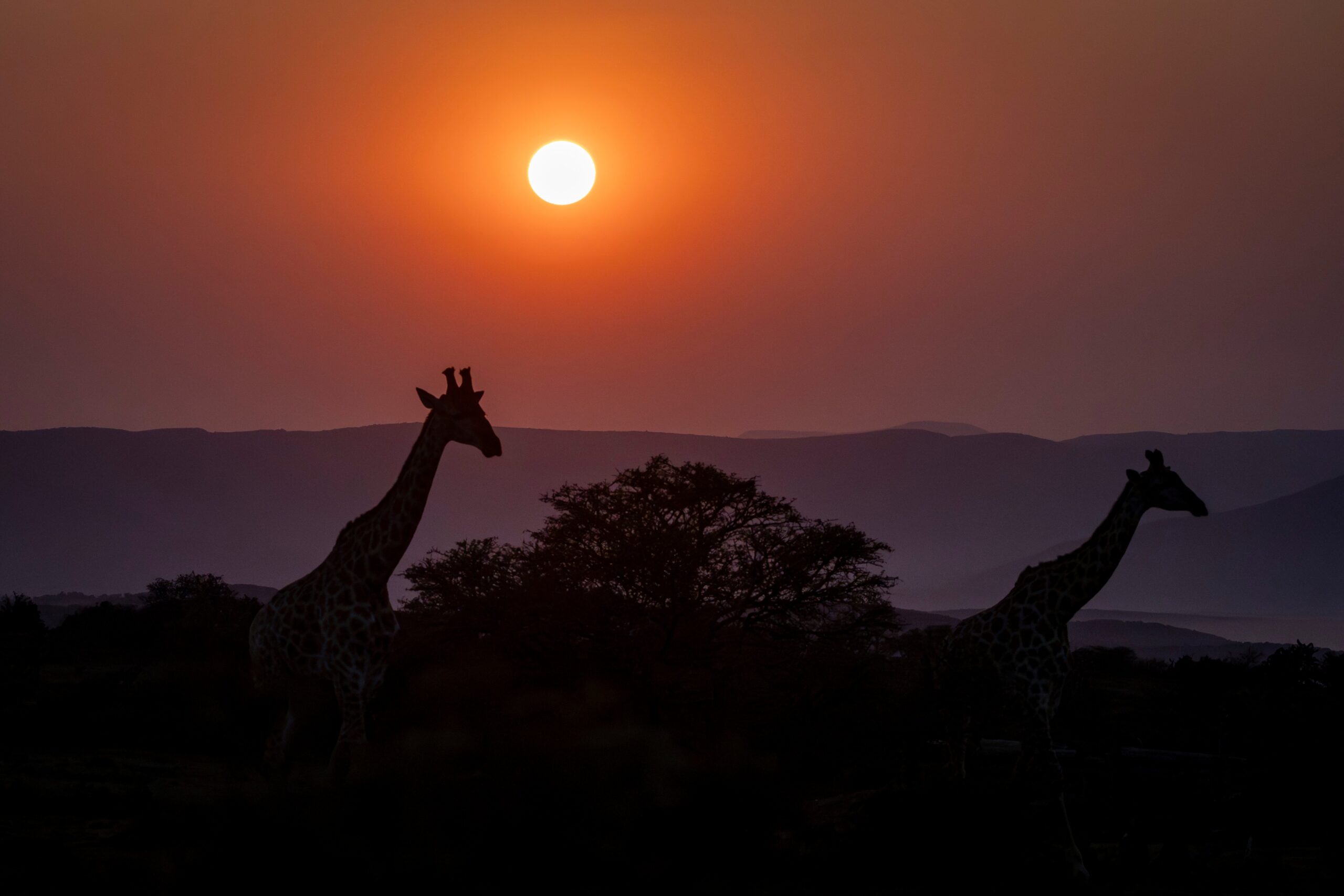 Two giraffes silhouetted against a vivid orange sunset in a savannah landscape, with trees, bushes, and distant mountains adding depth to the scene._3