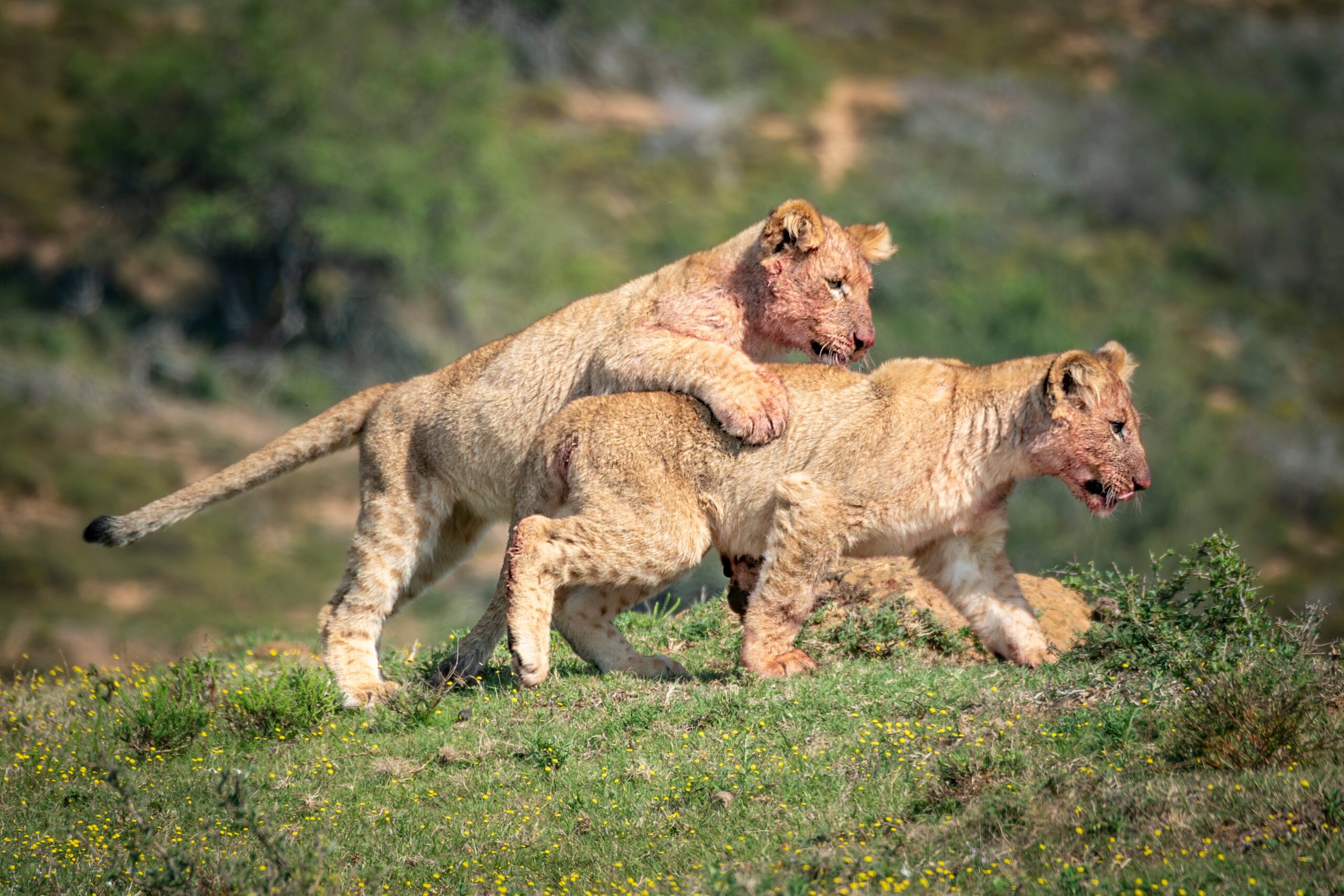 Two young lions playfully walking through grassy terrain, one with its front leg draped over the other, surrounded by green vegetation._2