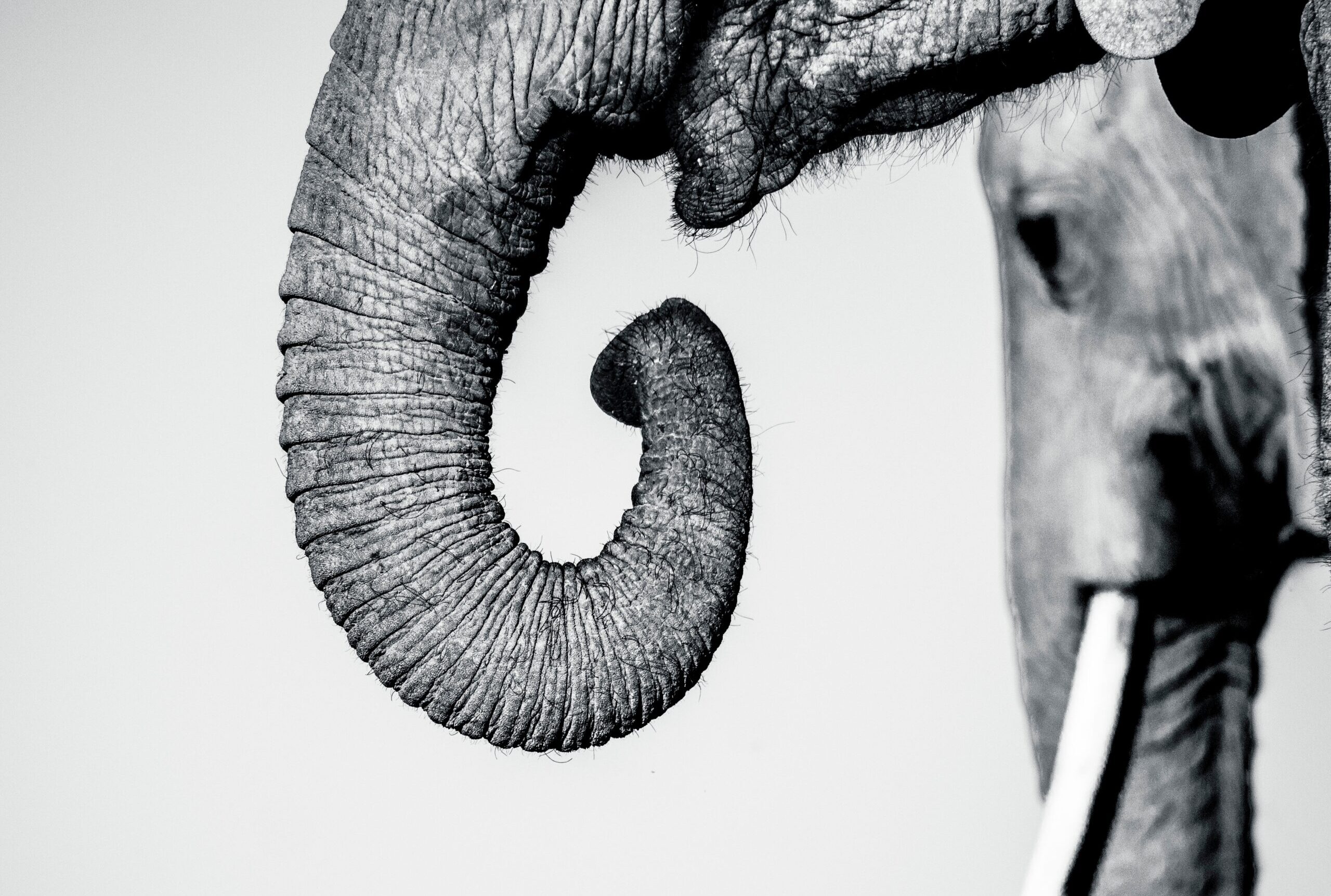 Close-up black-and-white photo of an elephant’s curled trunk and tusks, highlighting the textured, wrinkled skin.