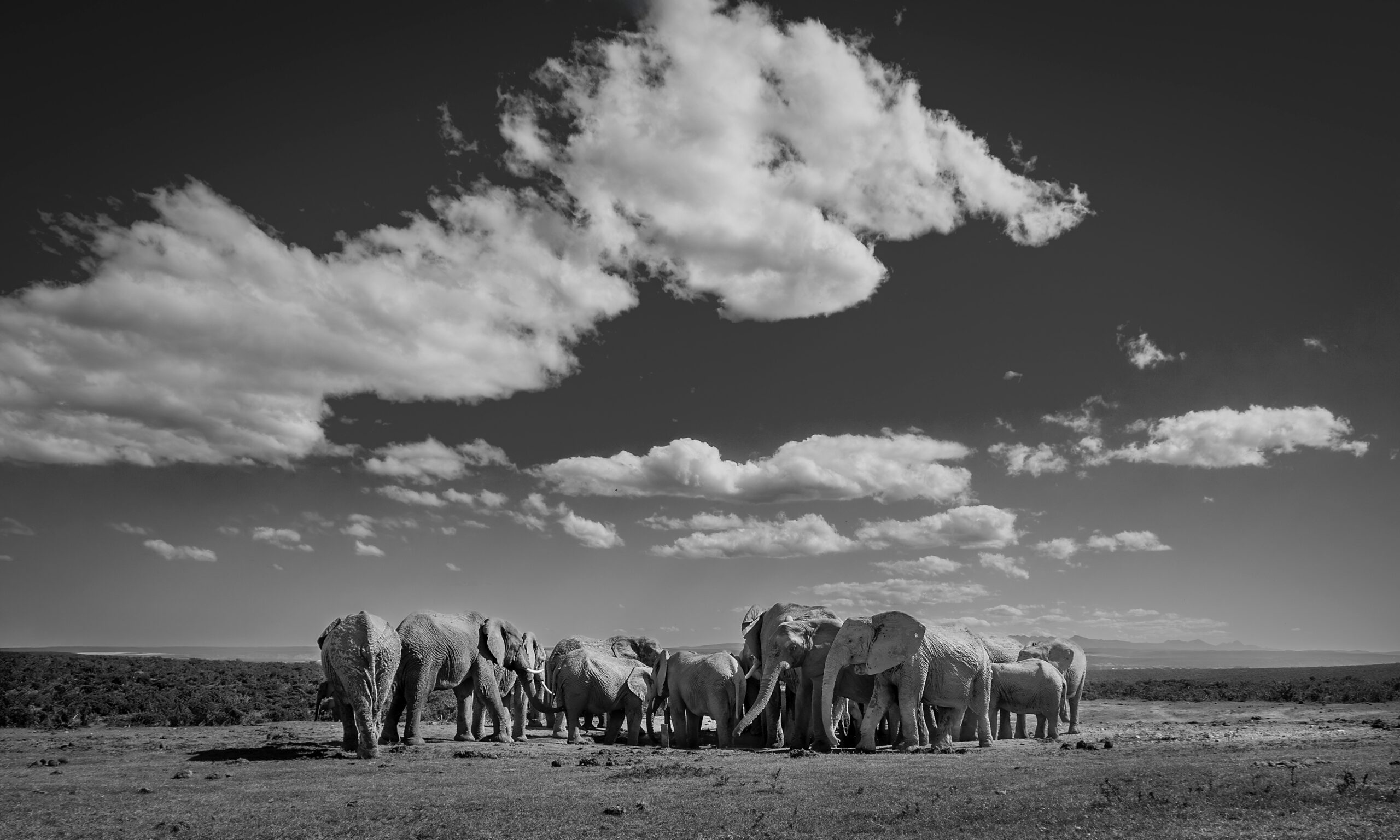 Black-and-white photo of a herd of elephants standing on open terrain beneath a dramatic sky filled with large, fluffy clouds, with a distant tree line on the horizon._5