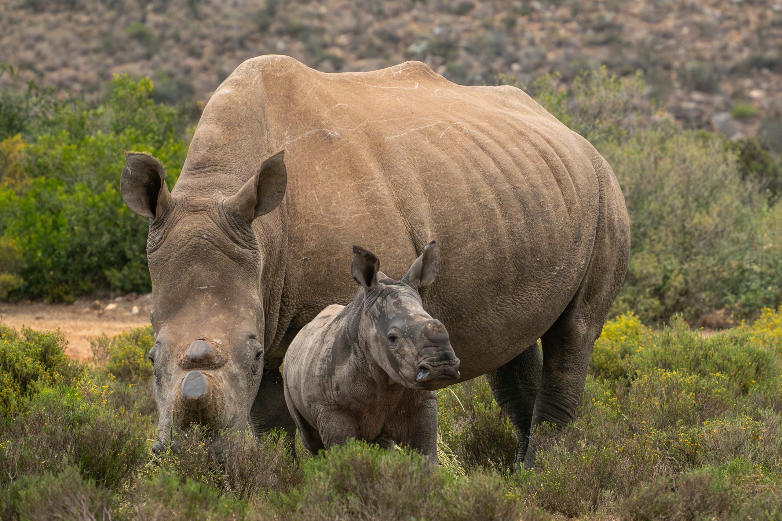 Adult rhinoceros and its calf standing in a grassy landscape with shrubs and distant hills in the background._4