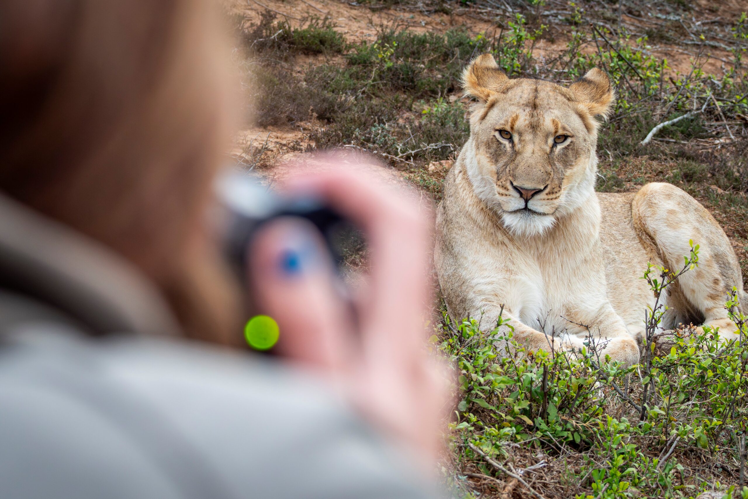 Photographer capturing a close-up of a lioness lying calmly in a bushy natural setting, with the lioness gazing directly at the camera._1
