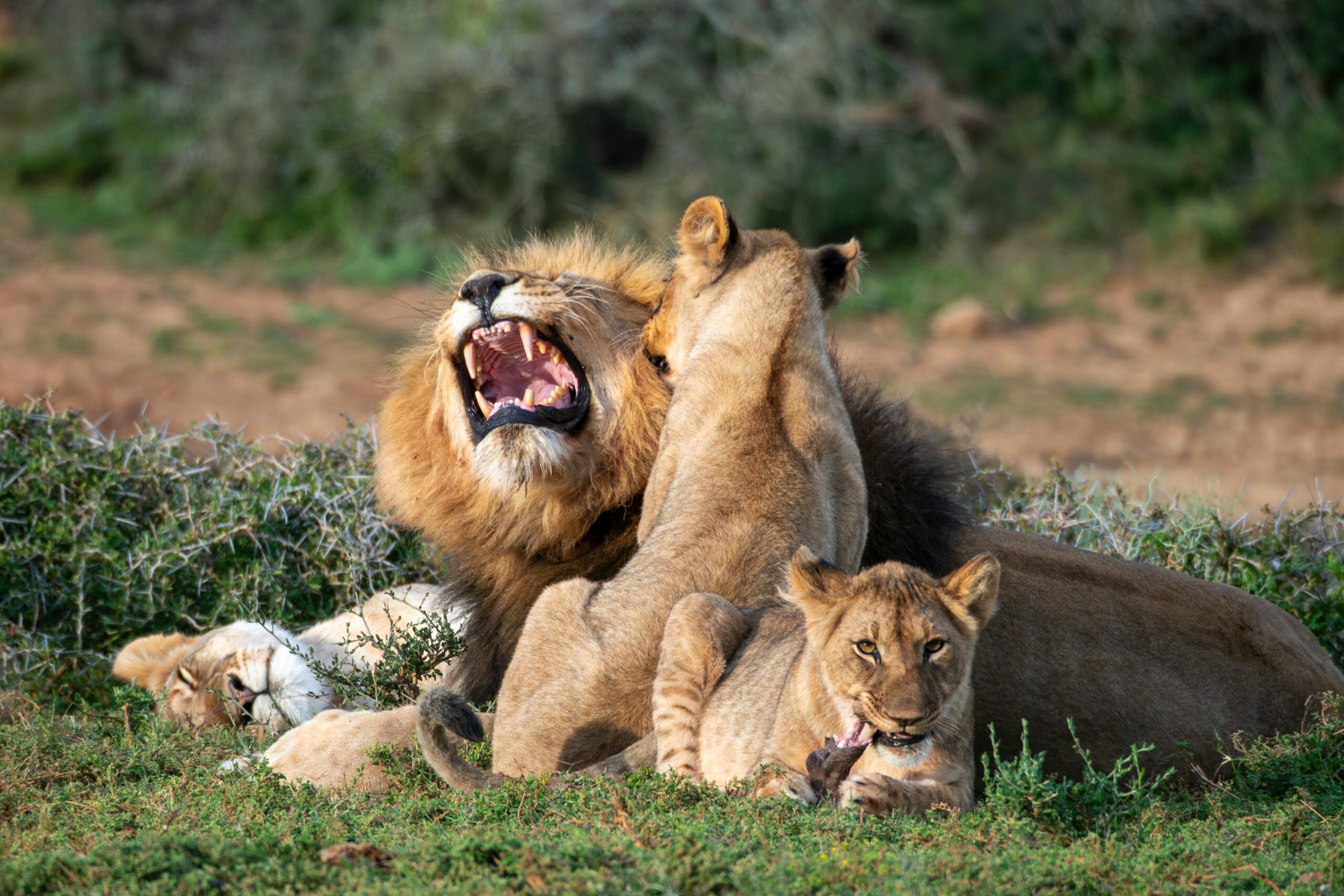Group of lions resting in a grassy natural setting, with a male lion roaring or yawning at the center, surrounded by lionesses and a cub._6