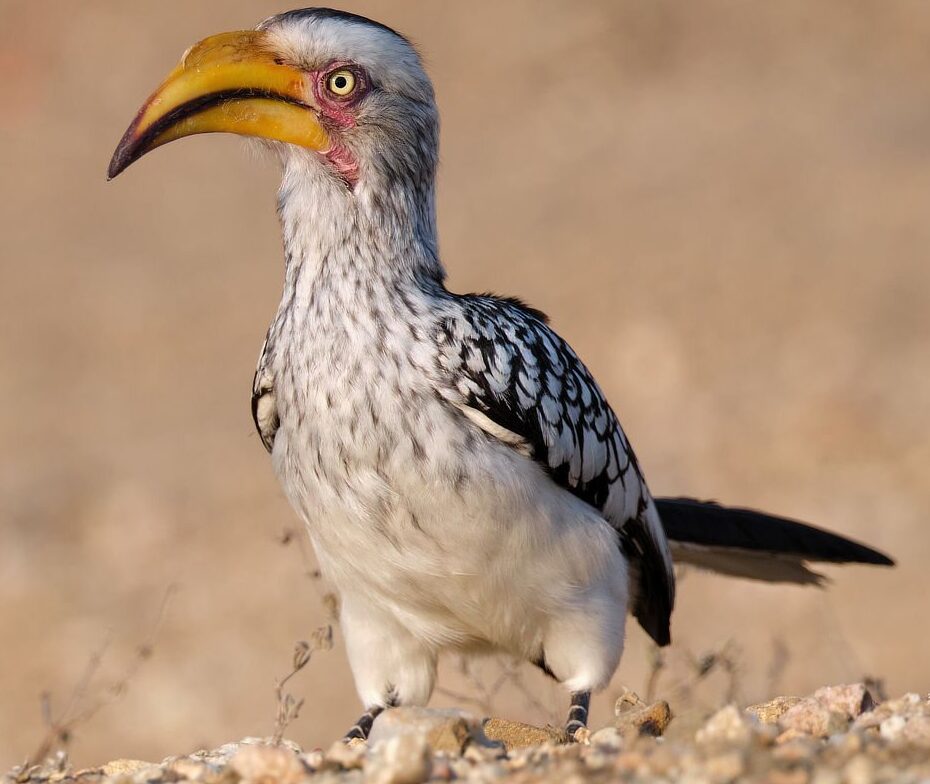 Southern Yellow-billed Hornbill standing on rocky ground in a dry, arid landscape, showing its curved yellow bill, patterned black-and-white plumage, and red skin around the eyes.