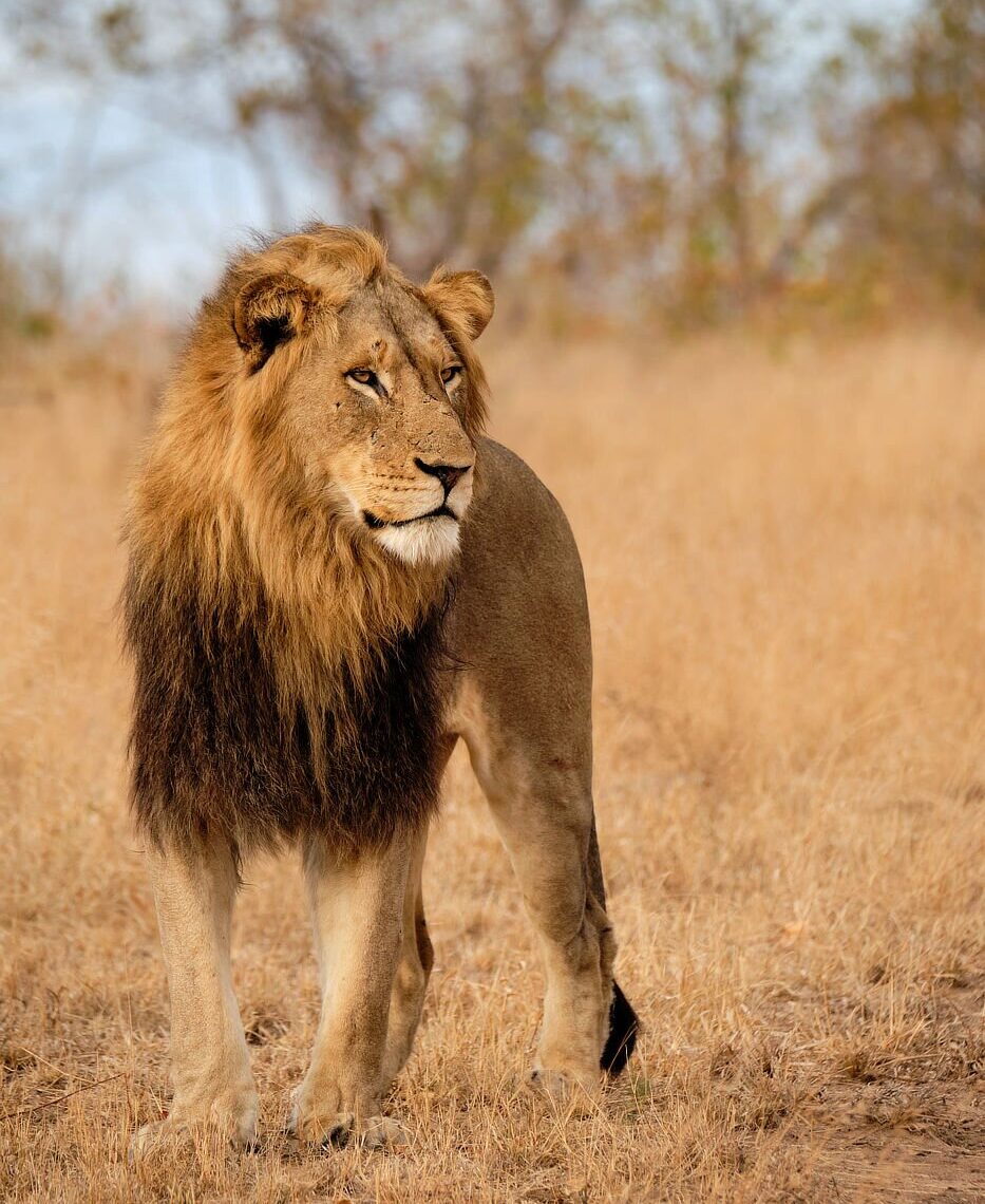 Male lion with a dark mane standing alert in a dry savanna landscape, surrounded by sparse grass and distant trees under a clear sky.