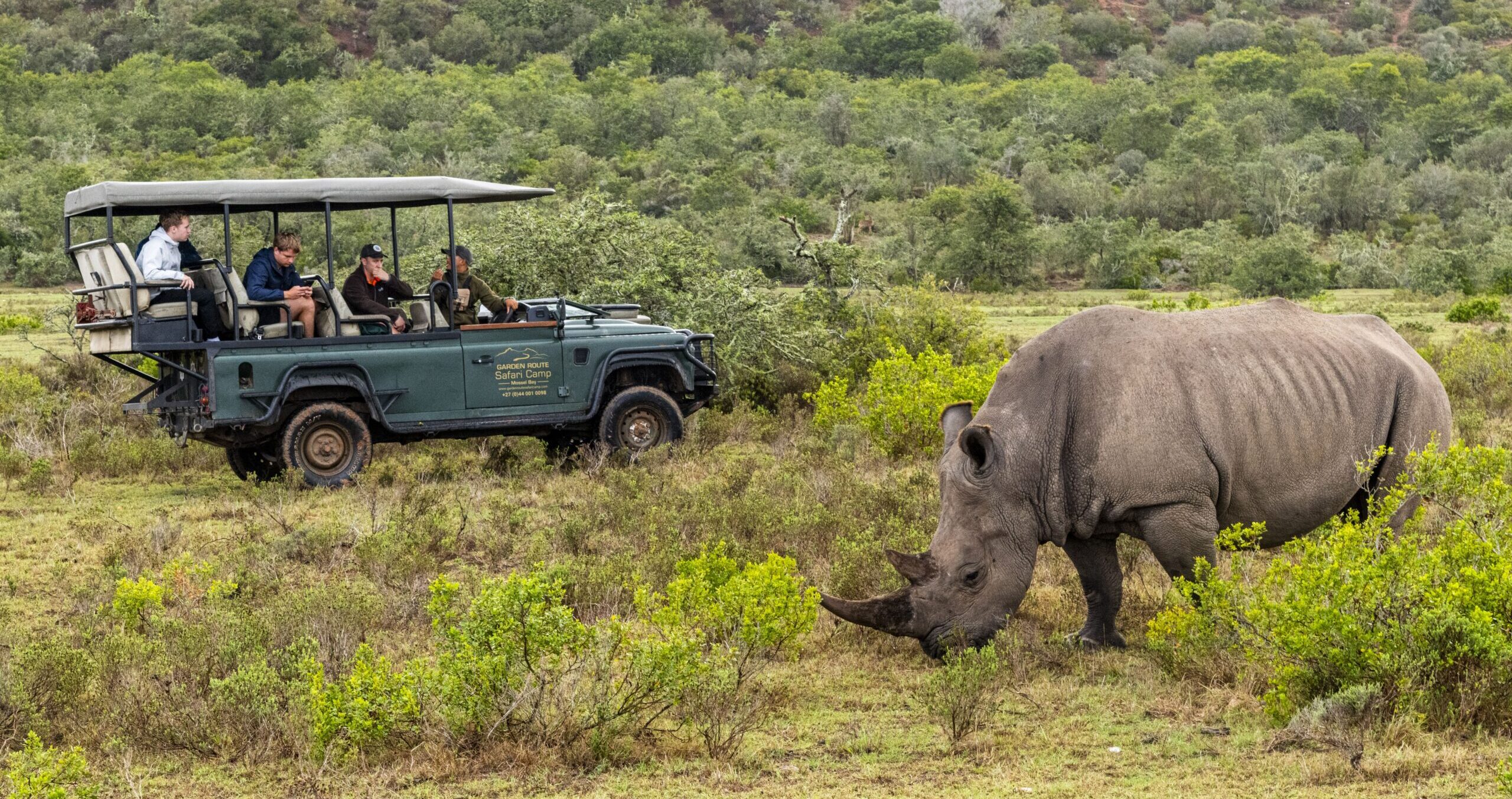 Watching a rhino