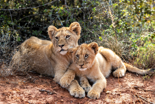 Two young lion cubs cuddled together in golden grass and dry bushland, captured during a Wildlife Photography Internship on a Penda Photo Tour.