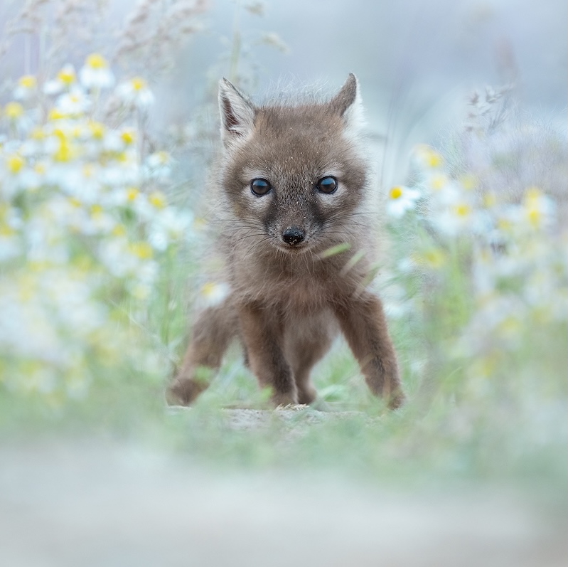 corsac fox cub