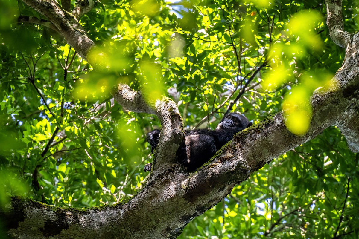 chimpanzee in Kibale Uganda