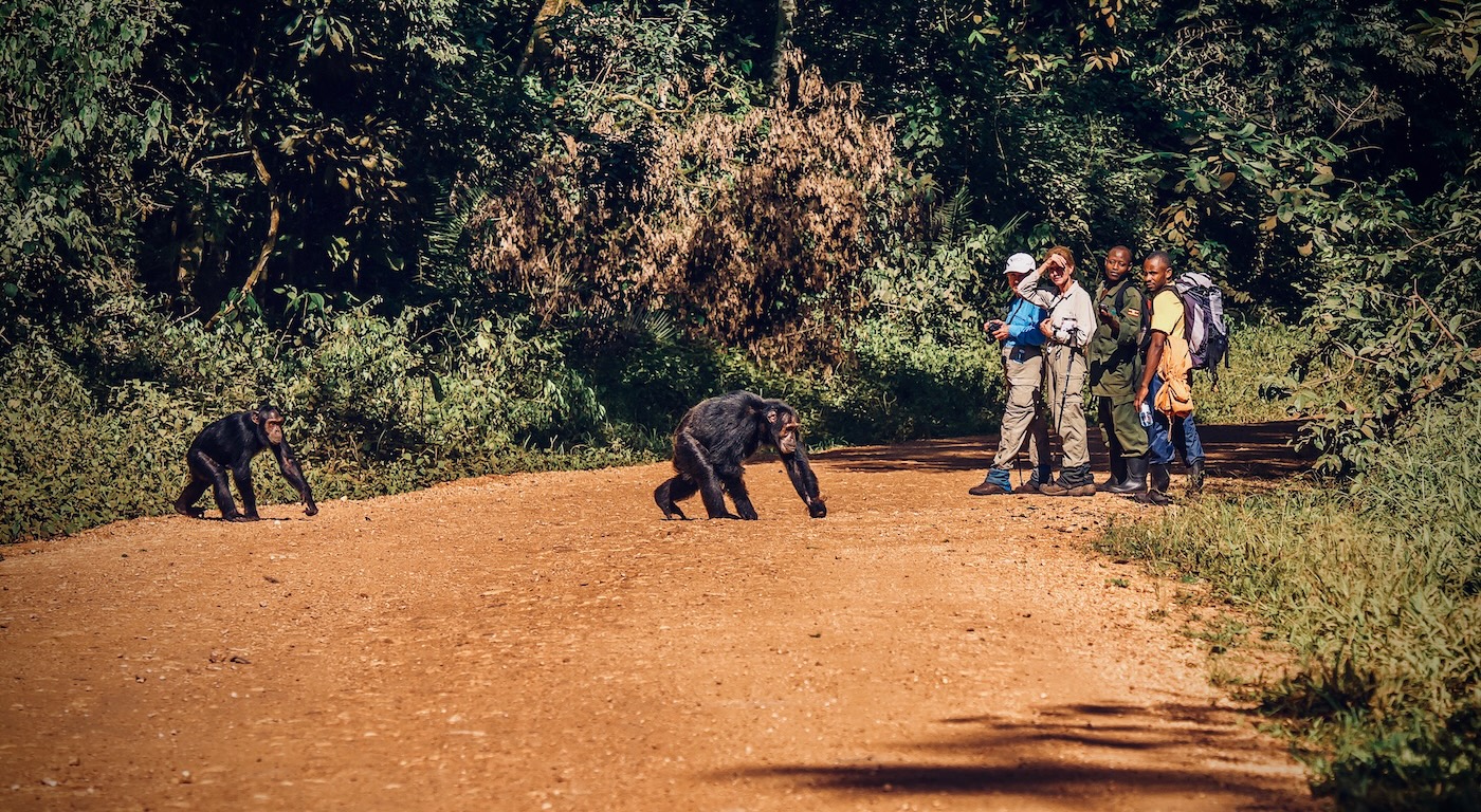 Tourists encountering chimpanzees in Kibale, Uganda on a Penda photo tour