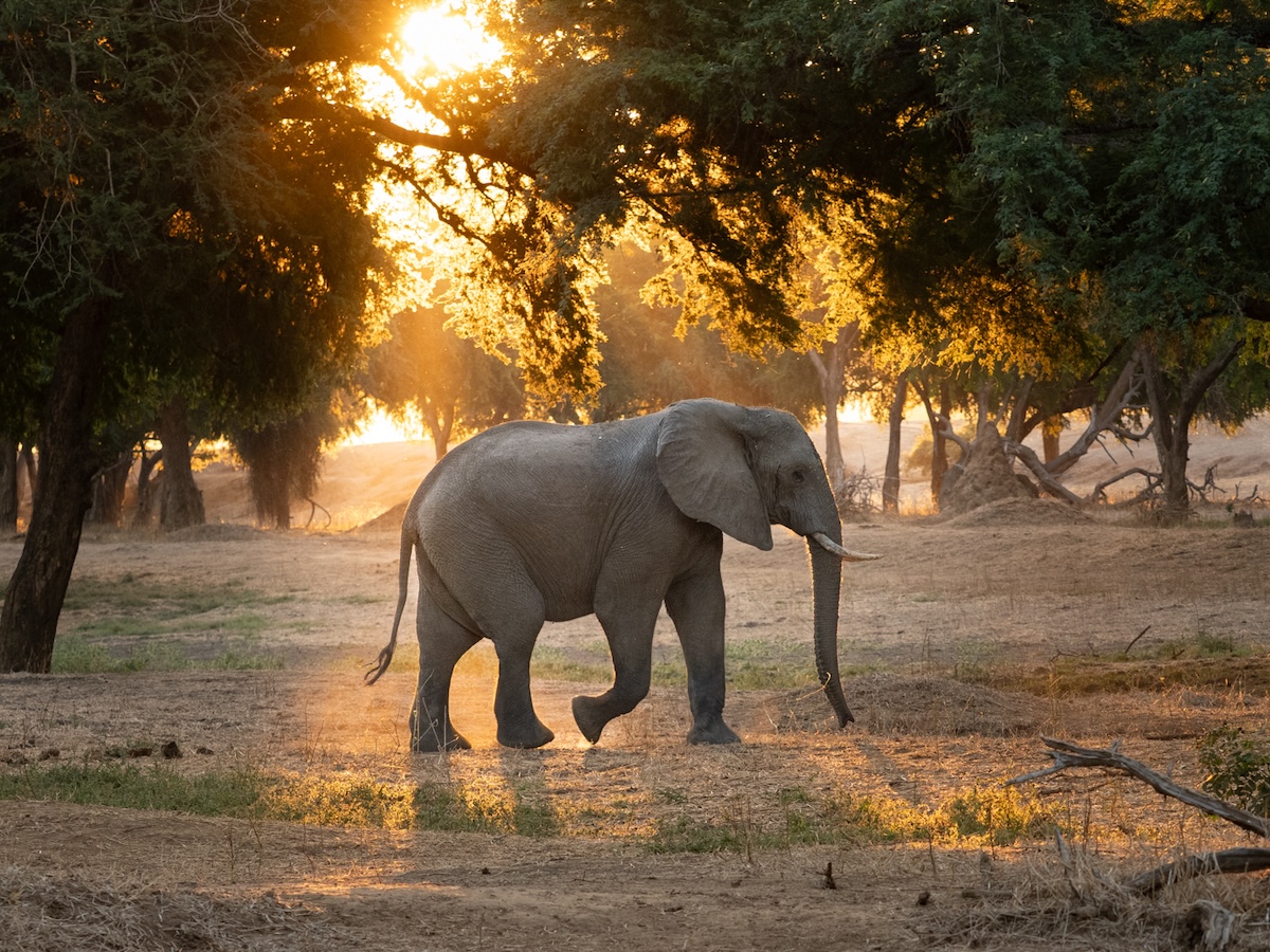 elephant with back light by Pandora Maund